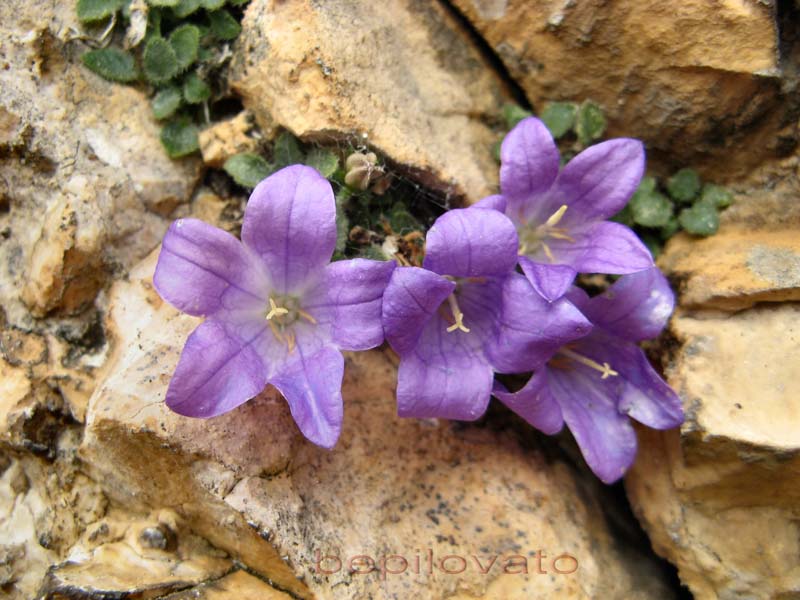 Campanula morettiana / Campanula di Moretti